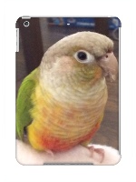 Tootsie