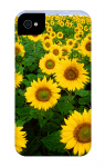 Design 41886