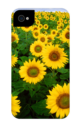 Design 41886 